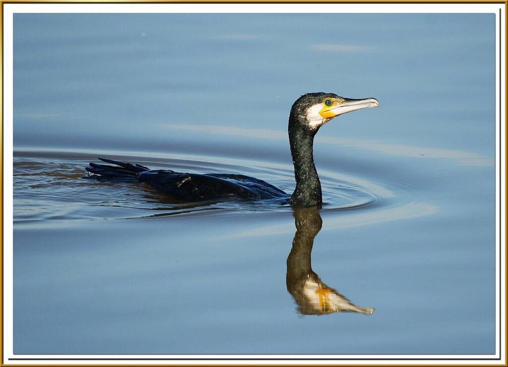 Corb marí gros - Cormorán - Great cormorant - Phalacrocorax carbo by Ferran Pestaña is licensed under CC BY 2.0.